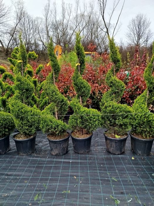 Vând plante ornamentale mă deplasez ori unde in țară pentru  amenajare