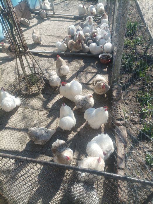 Кохин кокошки чифт