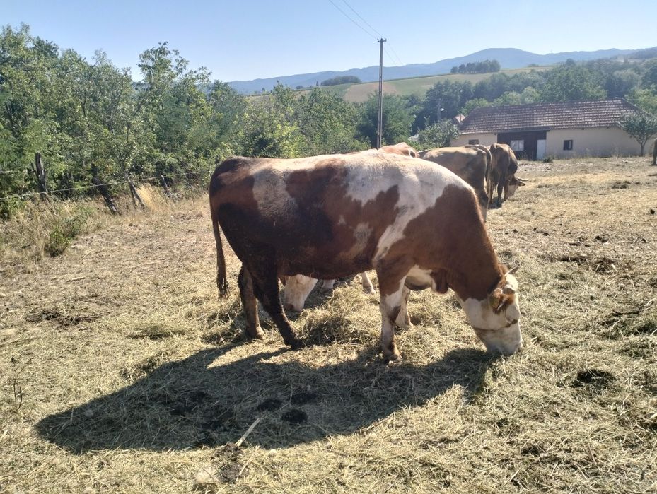 Vaci de vânzare.