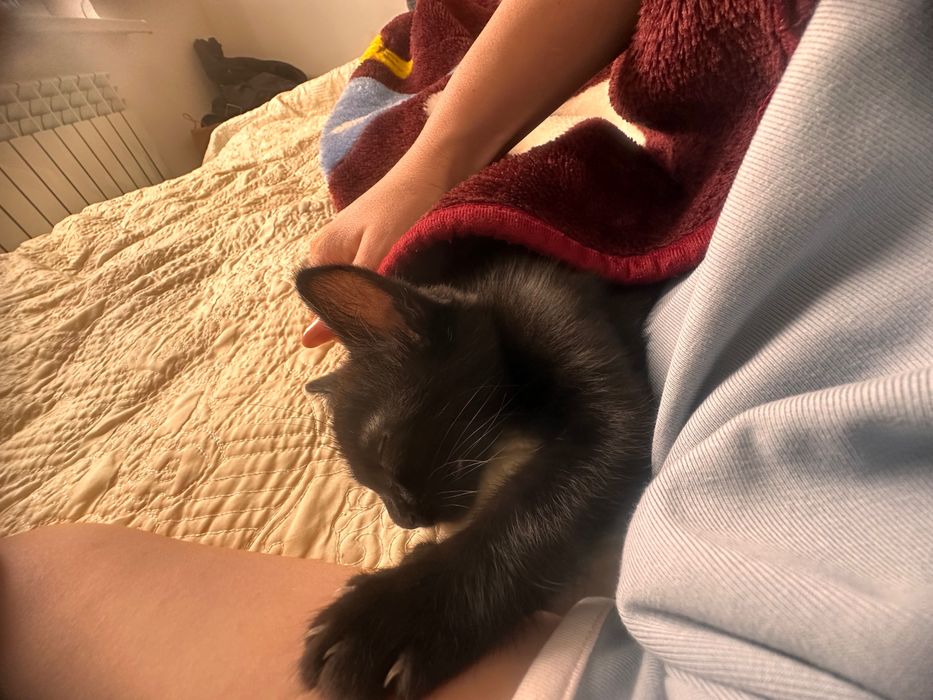 Отдам котёнка в добрые руки. Бесплатно, только в заботливую семью.