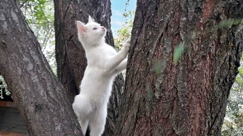 Продаются котята скоттиш страйт, мальчик и девочка