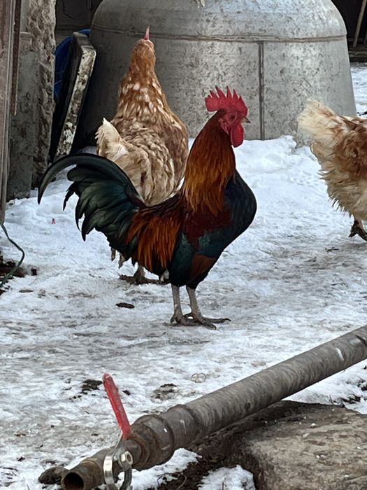 карлковый петух и курица