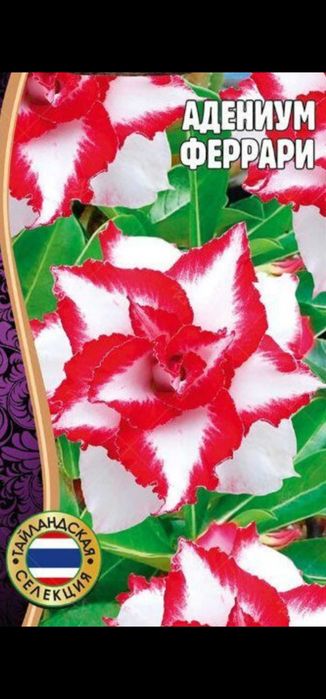 Адениумы, недорого.