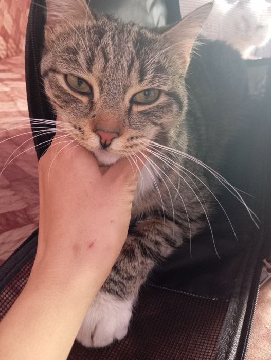 Кот живет возле магазина