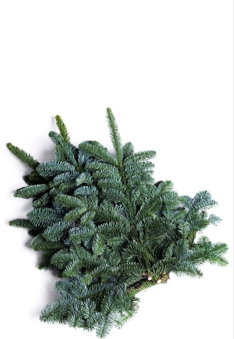 Нобилис банч 10000тг