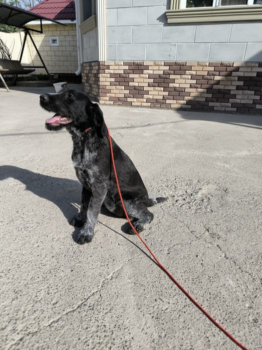 Продается щенок дратхаара