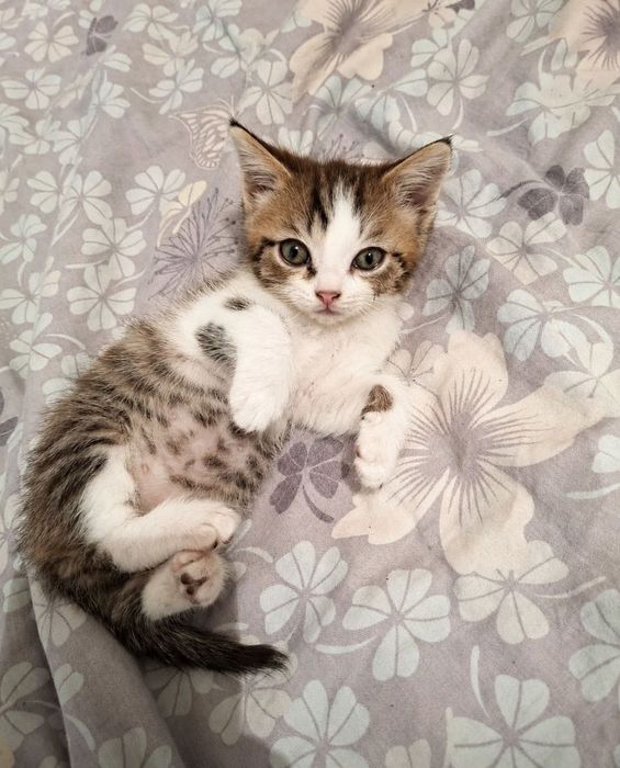Срочно отдам кошечку