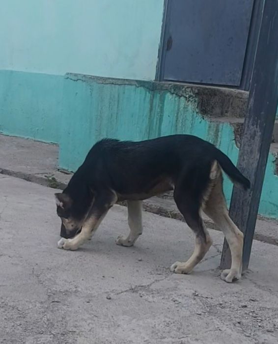 Алабай,  САО, щенок