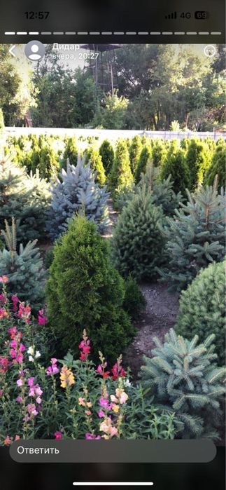 Туя, сосна, ель, можевельник