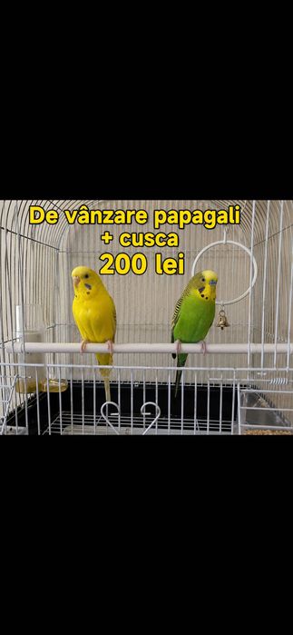 Perus și colivie mare 200 lei