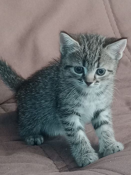 Британские котята