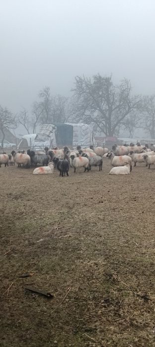 Oi rasă țurcană de vânzare