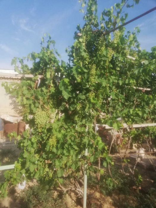 Прдается дом 15м на 15м