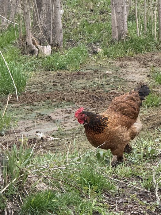 Брамма тауықтар сатылад
