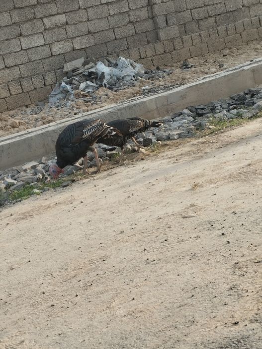 Assalomu alaykum SOTILADI 2 ta Kurka  erke urgʻochi