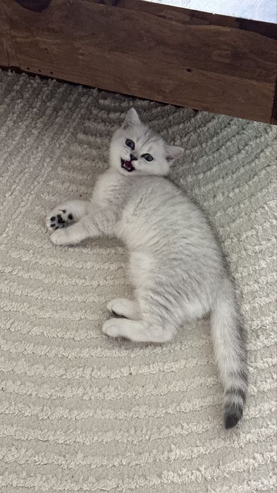 Pisica british silver shorthair