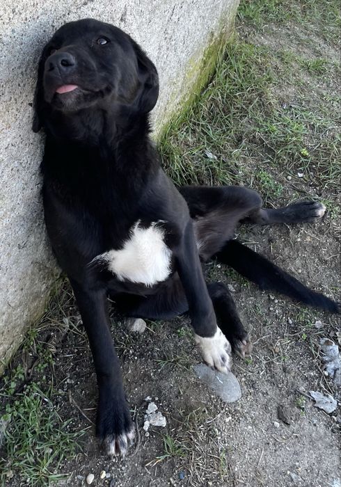 Caini superbi pentru adoptie gratis