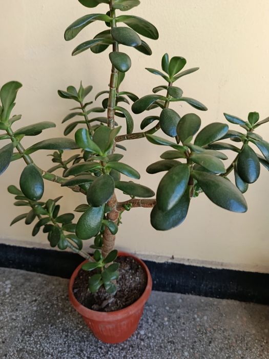 Синсевиера ,Алое Вера и Сингониум