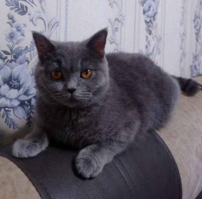 Британская кошка 7 месяцев