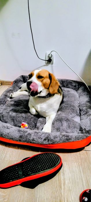 Pet Sitter Bucuresti/Ilfov