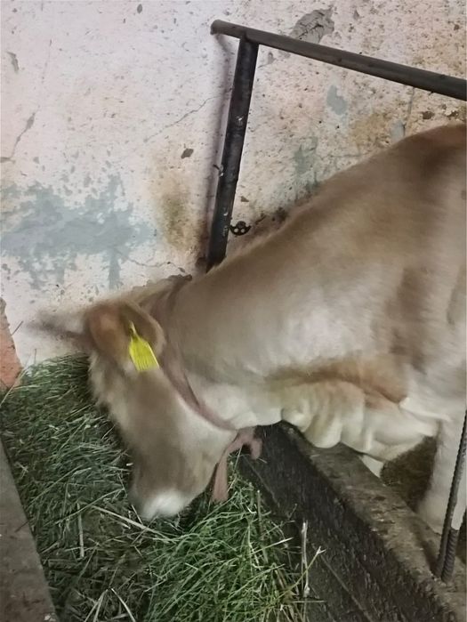 Байланған құнажын тайыншалар сатылады