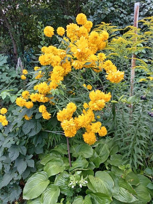 Пионы с доставкой местные, хоста, снежноягодник, йощта