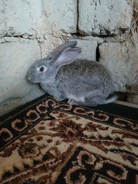 Продаются кролики