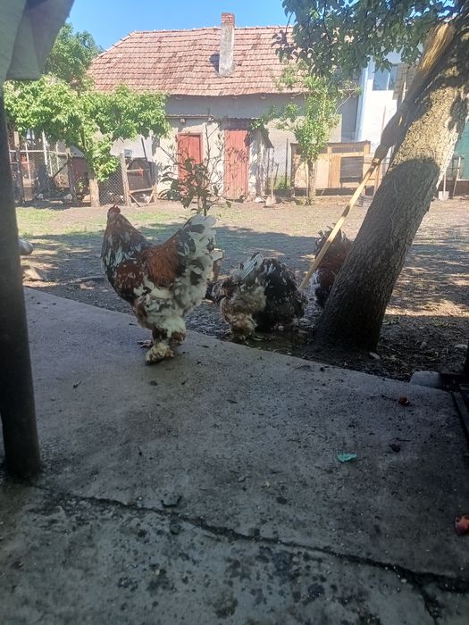 Cocoși brahma porțelan de vanzare
