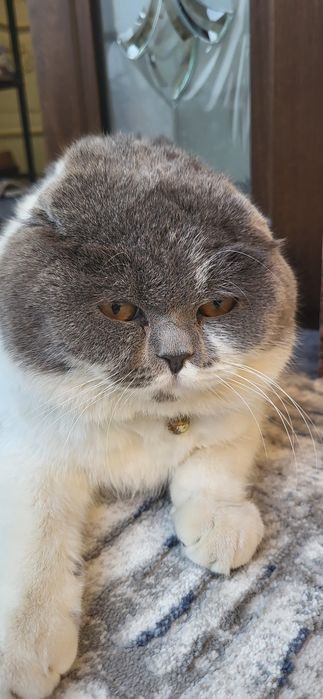 #SOTILMIDI Vyazka skotish FOLD 10 oylik