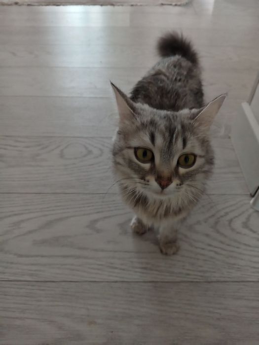 Отдам в добрые руки кошка