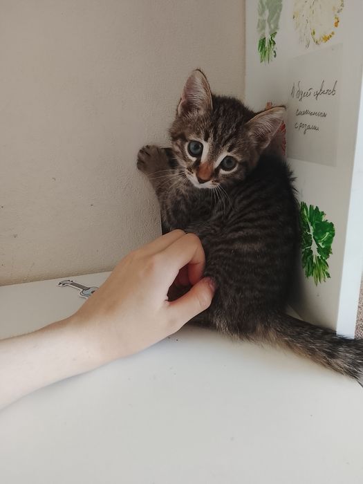Отдам котят в добрые руки