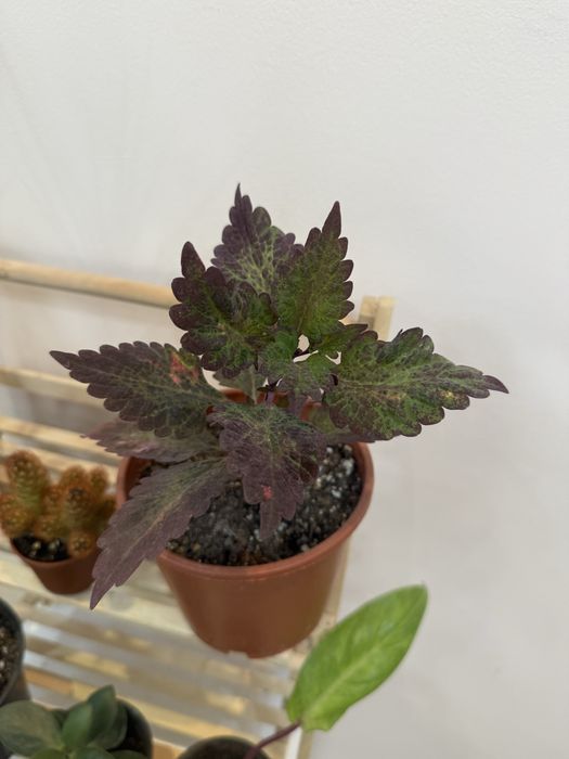 Набор из 6 отростков