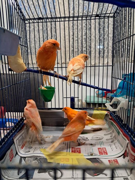 Продавам канарчета