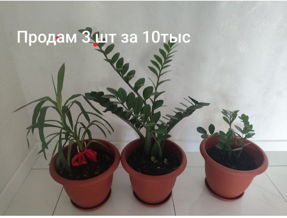 Продам комнатные растения
