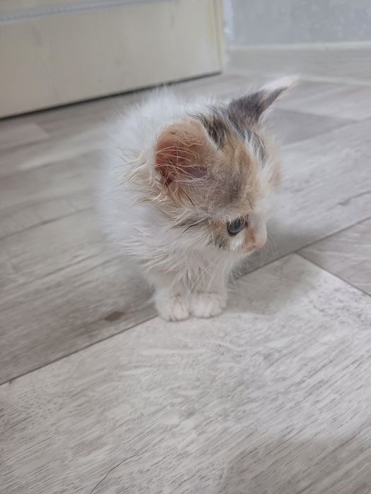 Отдам в добрые  руки  ласковуе девочку