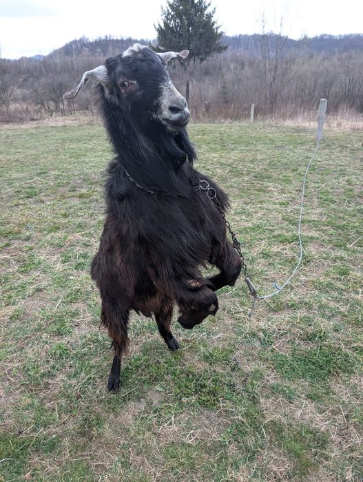 Țap anglo nubian