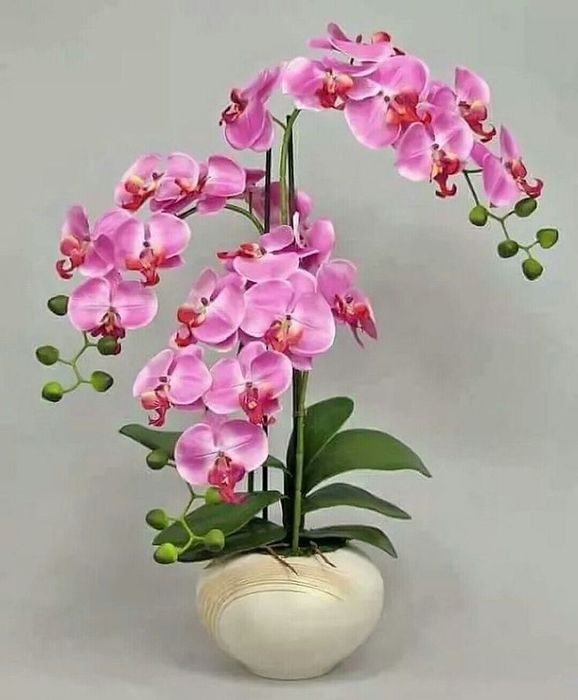 Orxideya hohlagan rangda