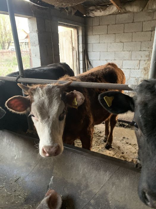 Телочка продам звоните