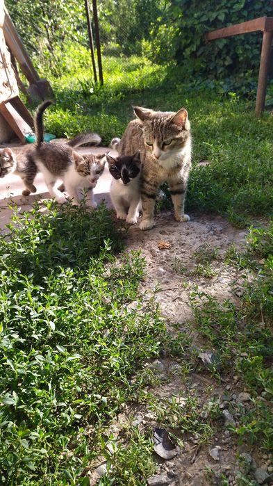 Котята домашние .