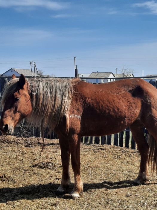 Кобылки 2 головы. По 700 тыс