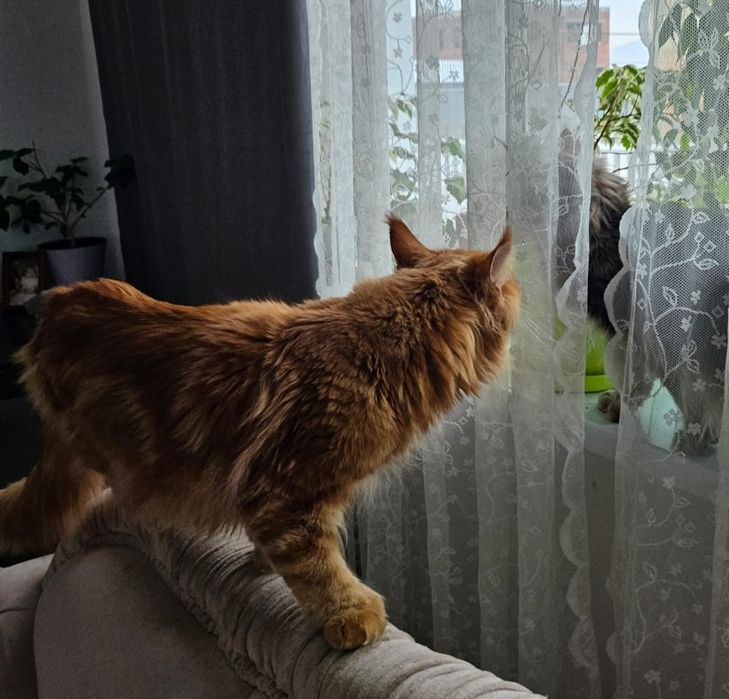 Полидакт мейнкун