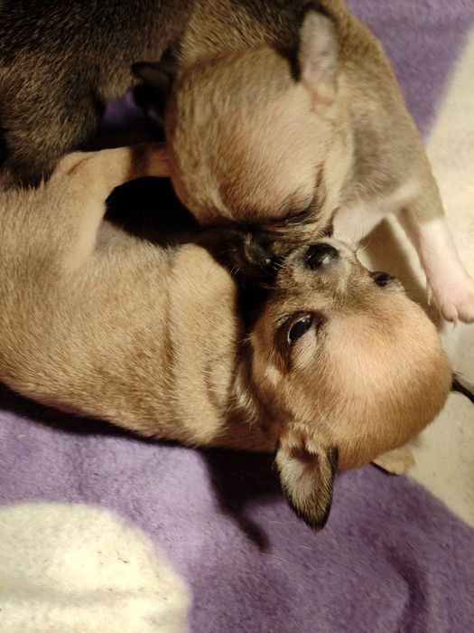 Чихуахуа супер мини