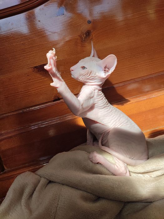 Сфинкс Питерболд