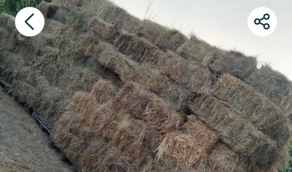 Vând baloți iarbă si de paie!