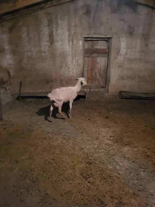 Тұсақ қой қозысымен