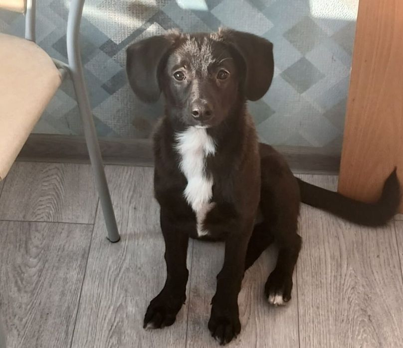 Отдам щенка в добрые руки