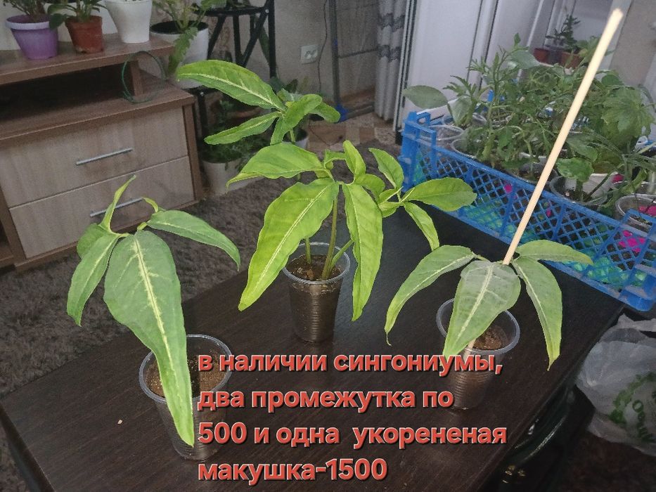Комнатные цветы, в наличи