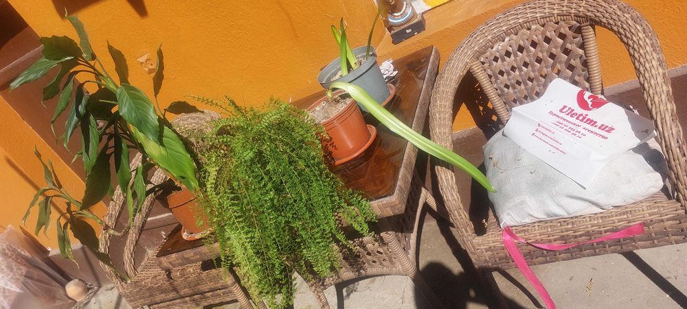 Комнатные растения