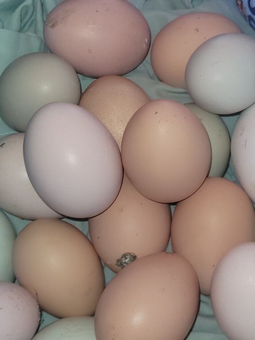 Vând ouă de găină de casă.