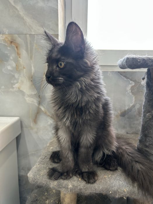 Котята мейн кун полидакты